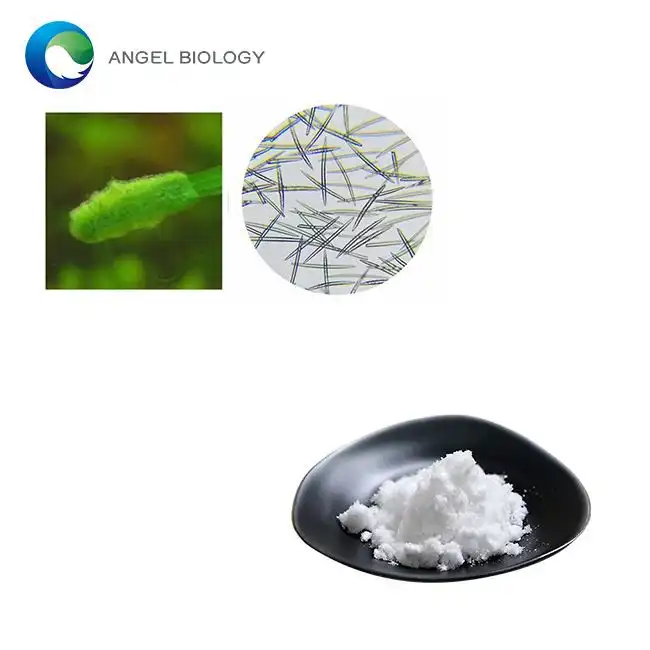 Unlocking Biomaterials: Types of Sponge Spicules and Their Applications in Modern Research